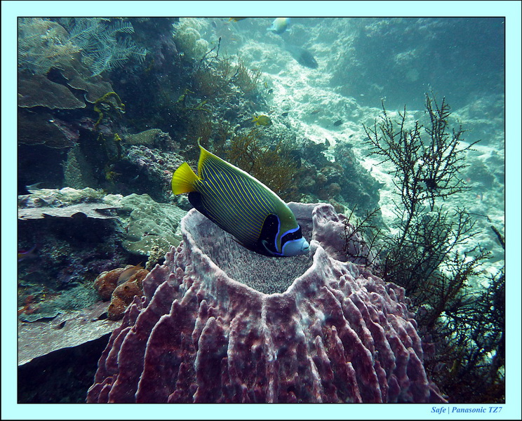 2011 - 08 - Borneo - Sipadan 032